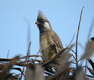 Braunfl&uuml;gel Mausvogel, Colius striatus kikuyuensi, Speckled Mousebird
